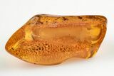 Fossil Fly (Diptera) In Baltic Amber #200043-1